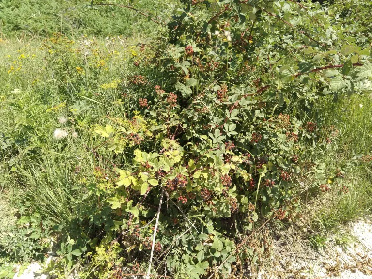 lEKrKJWM8KKOQasJ_IMG_20250802_104348.webp