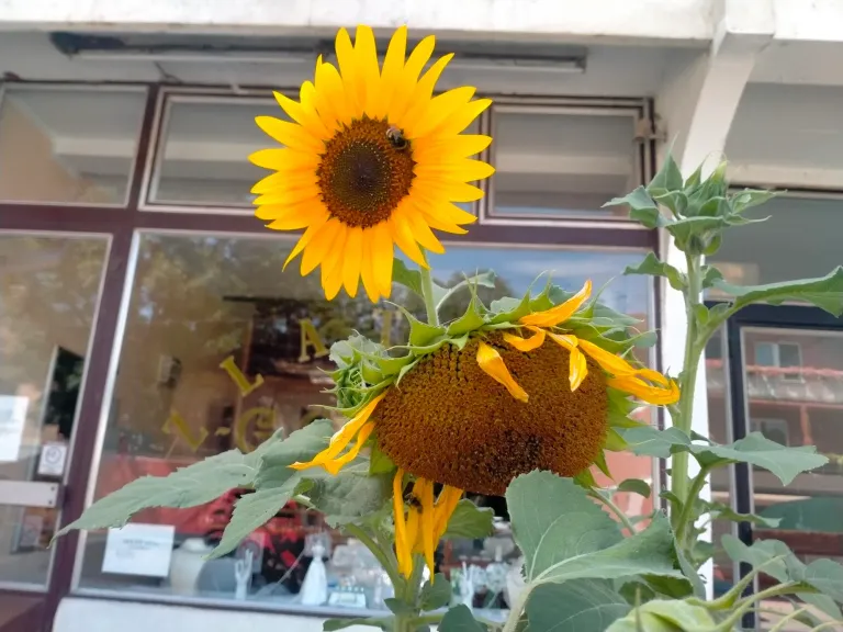 nIjEVvdvgCGXzcFq_IMG20250714144250_BURST000_COVER.webp
