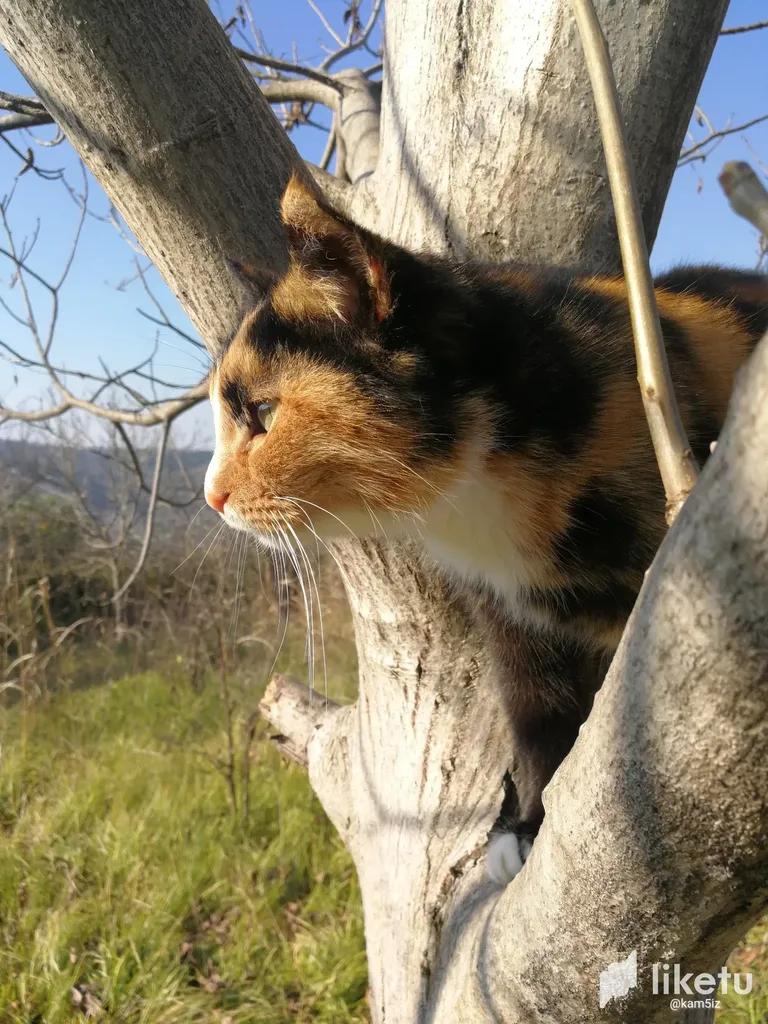 Story of our cats. Miho - part 1