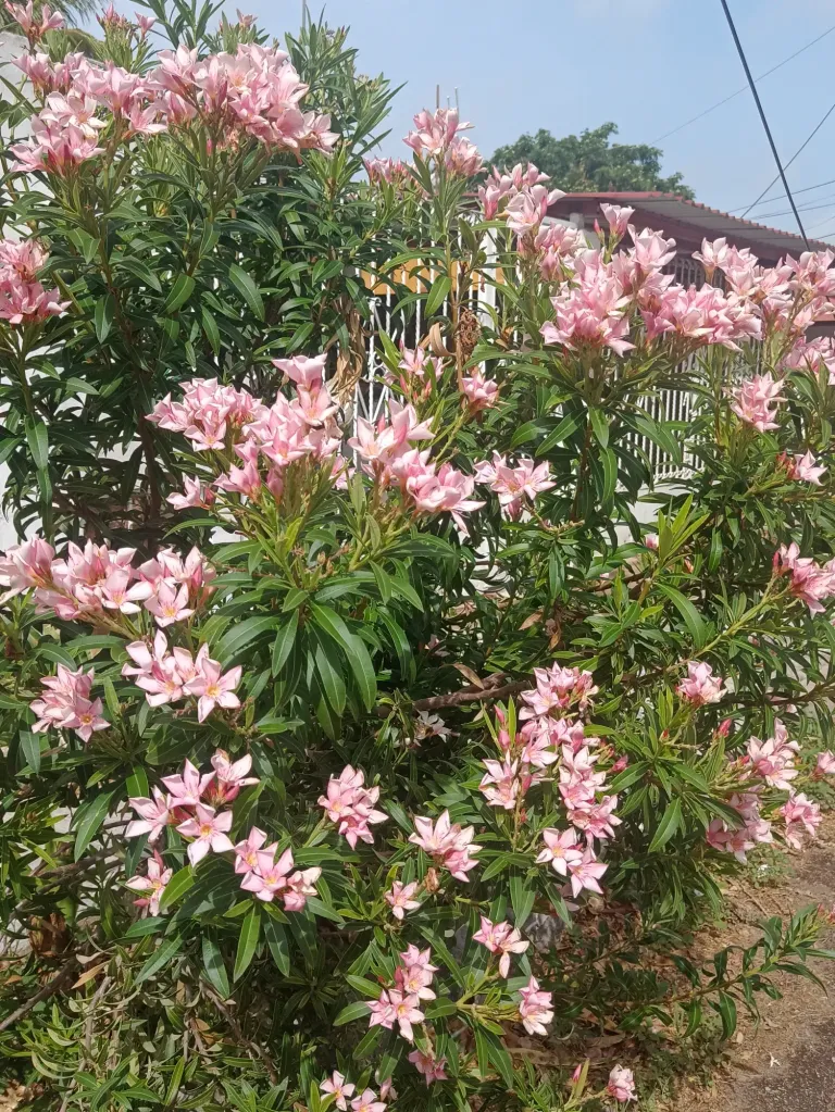 dPby7HDOFZk5L7hK_1000127184.webp