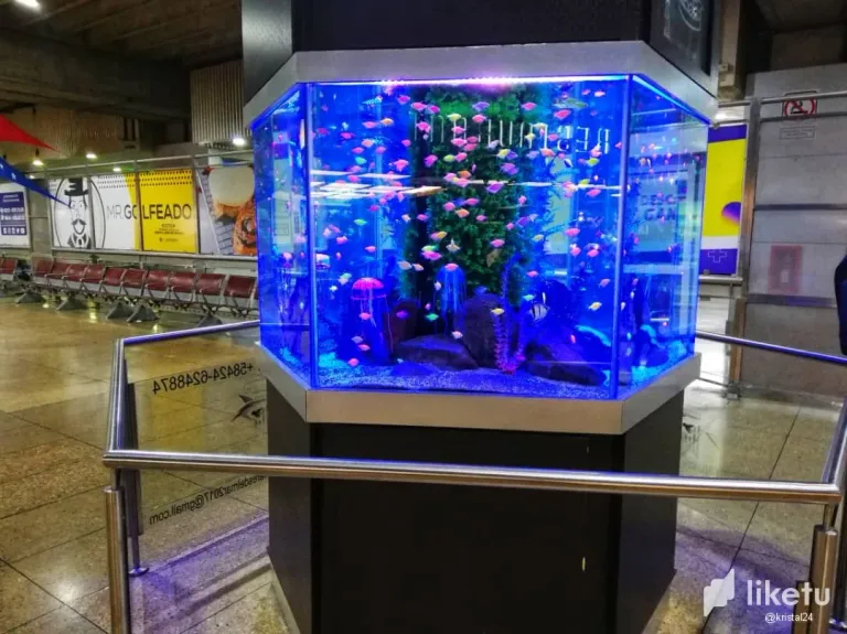 clpqgxlwt001vhwsz6seee9p3_acuario.webp