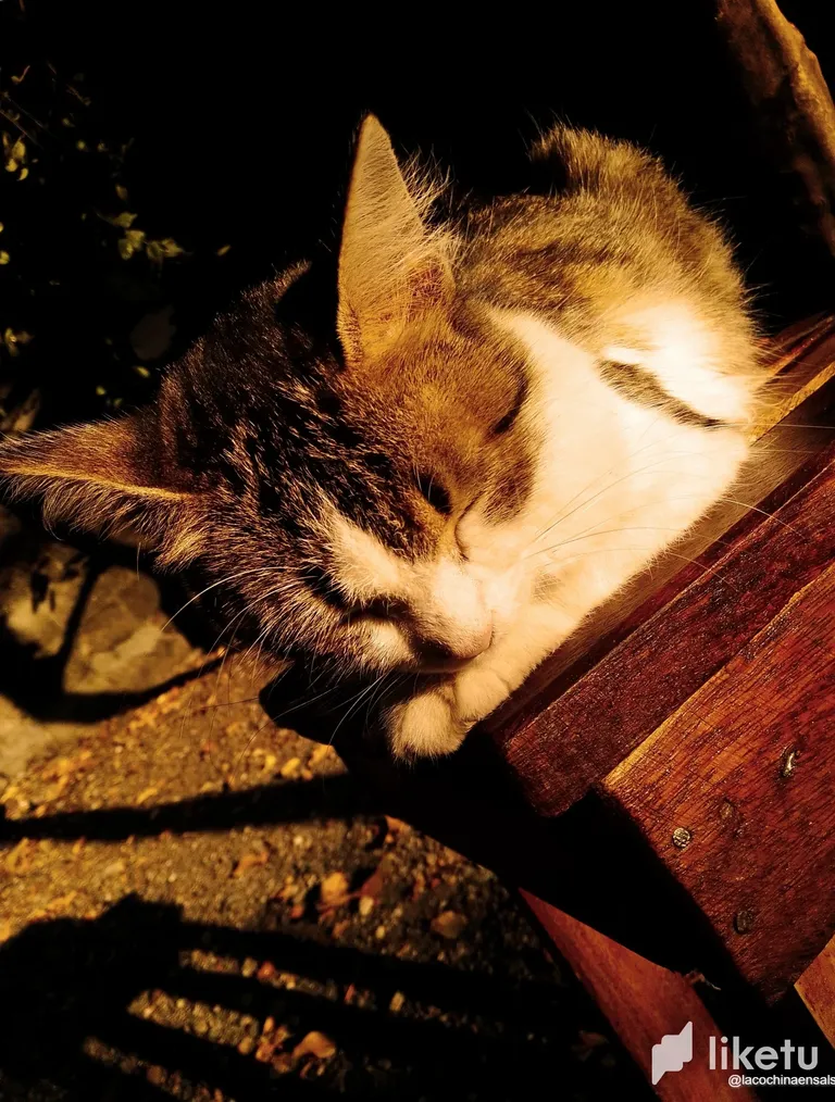 cldqrmb7n00hu4nsz80jx2ozf_pelusa3.webp