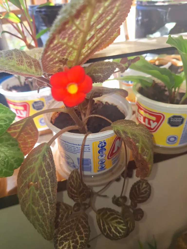 7G7tyFlAQchomorM_20250309_140539.webp