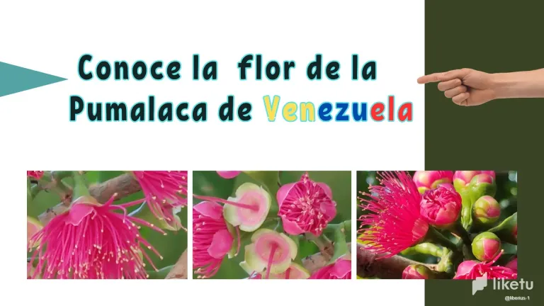 clt5wpsjz000k19sz2o7adnvx_flor_de_la_Pumarosa.webp