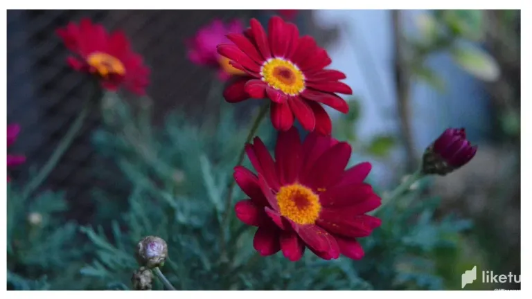 yQ5Itewc1L6cp8CU_116.webp