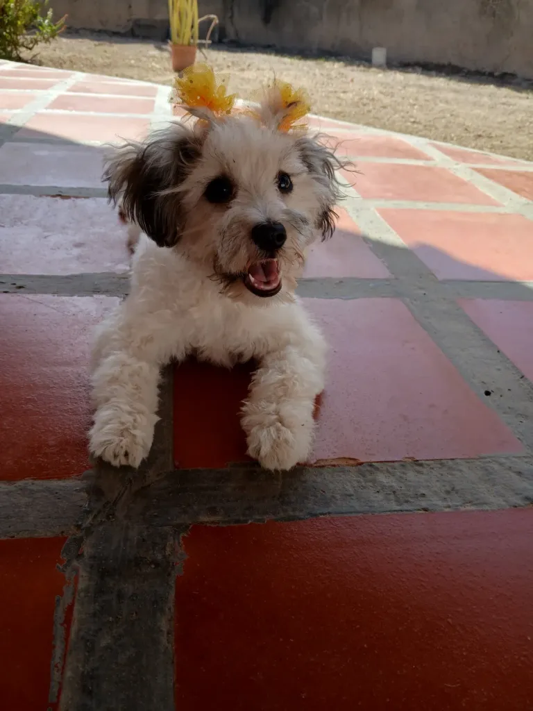 qyu9Ug2VqcXWvanM_1000338814.webp
