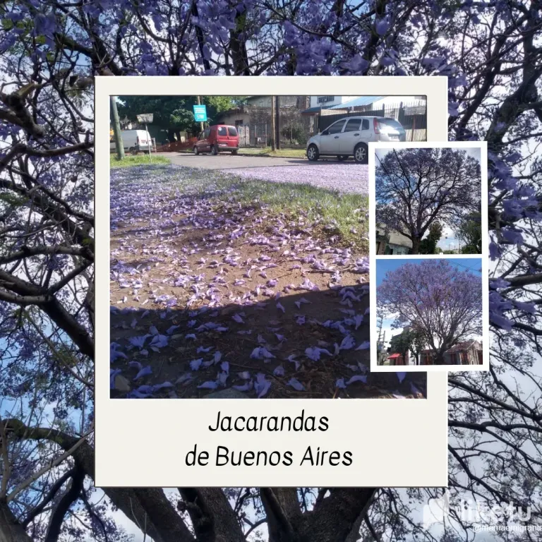 6wRxmDEtixIihTjY_Jacarandas_de_Buenos_Aires.webp