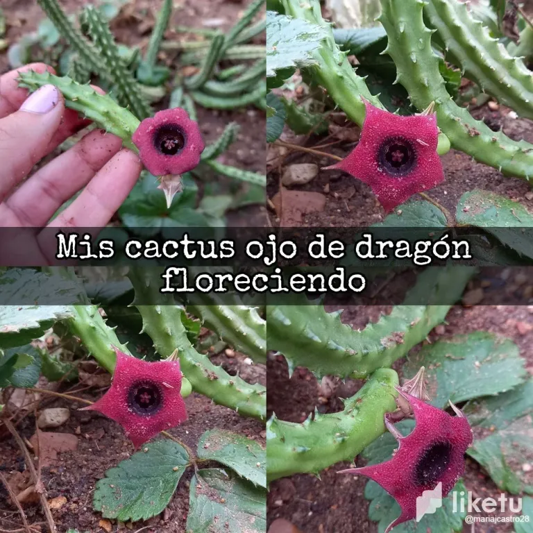 2NqkT8ijZmXKVTu3_1.webp