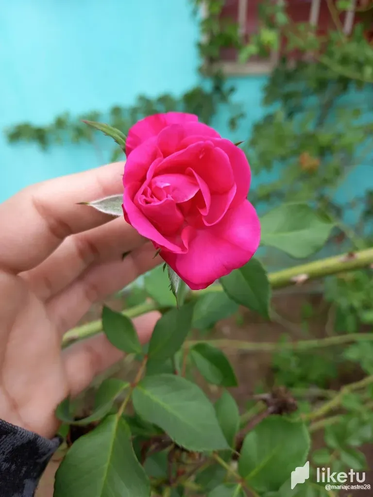 clhgn15vc00275tszbq7c1vo2_4.webp