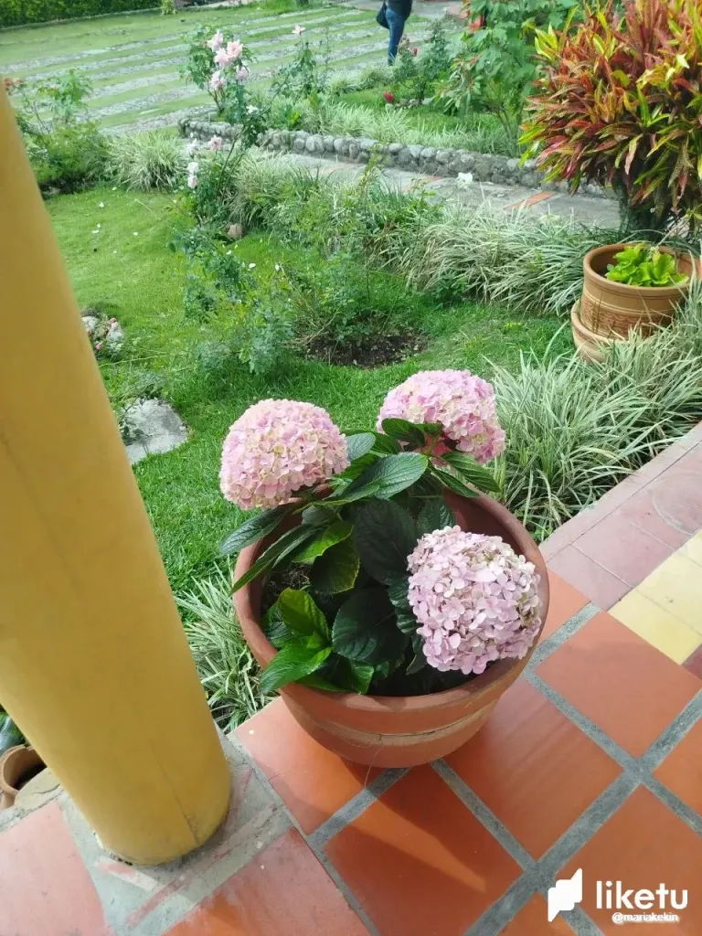 JRmQB69z8DiNvBRM_photo_2025-06-01_08-36-21_8.webp