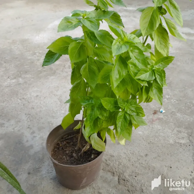 1JbFK9NNBWtgoVhz_IMG_20250602_064934.webp