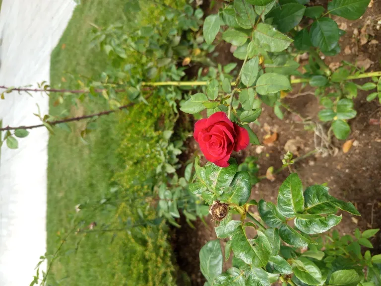 beup9Guj6kT8u28m_1000292549.jpg