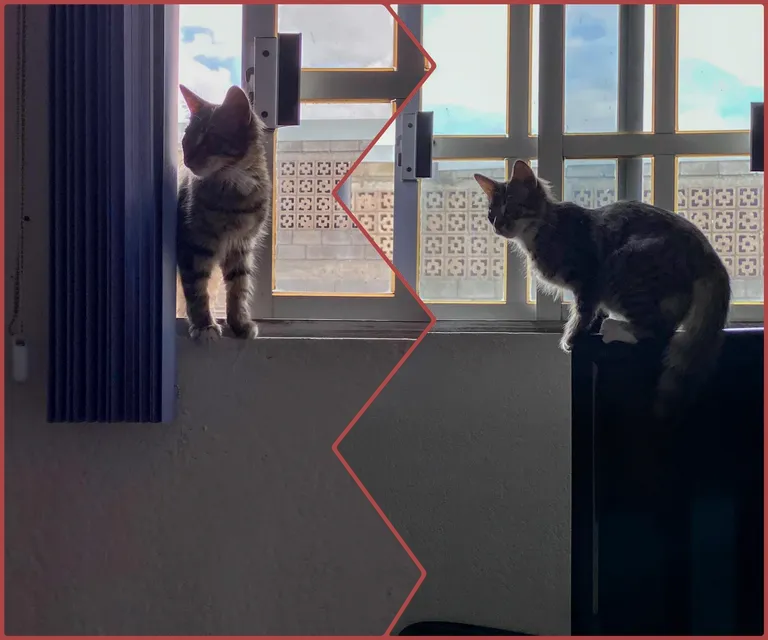 cl8t952yi034z24kc2o8zegd1_collage.webp
