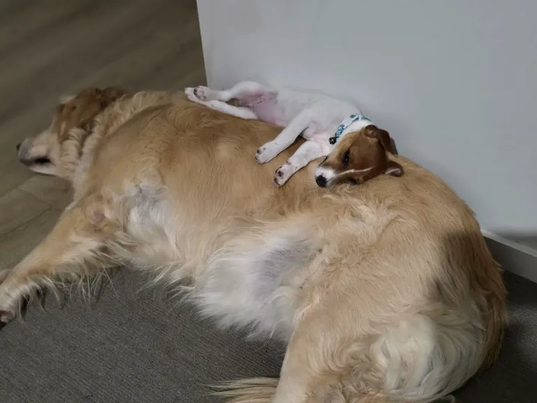 dYfdPkKdnuZJqSwv_1000004454.webp