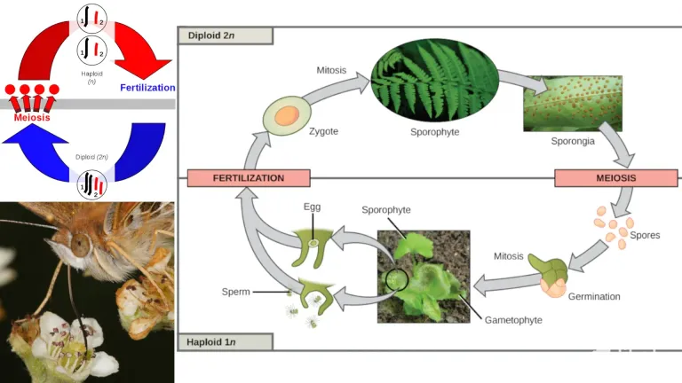 5PZVdZituGpuHJ42_36_Plant_Reproduction.webp