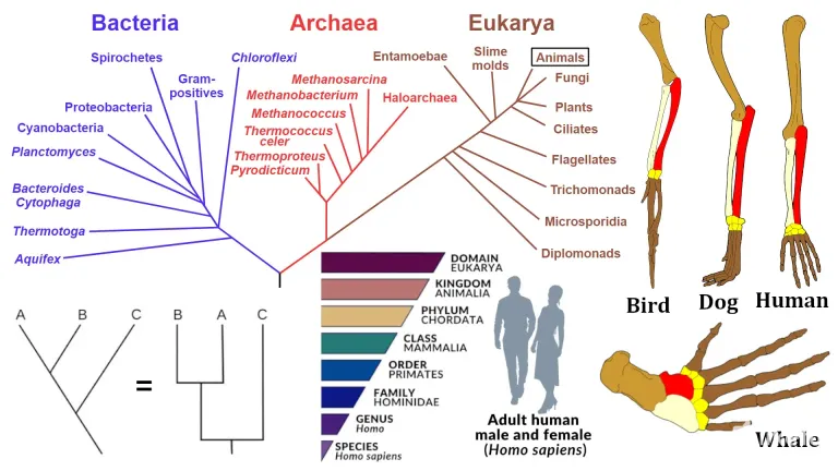 JpPNeZbVkIIESFb2_23_Phylogenies.webp