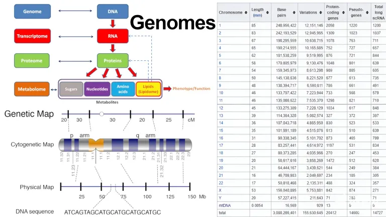 jJIGbsUb52d3uDzU_19_Genomes.webp