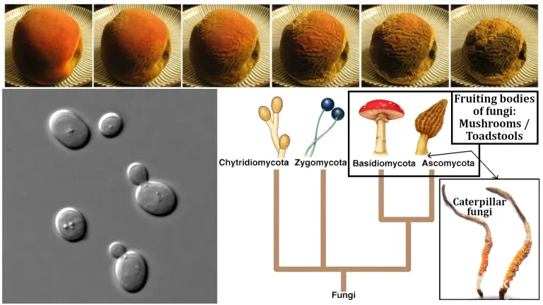 pv2pwmqnD57QEccm_29_Fungi.webp