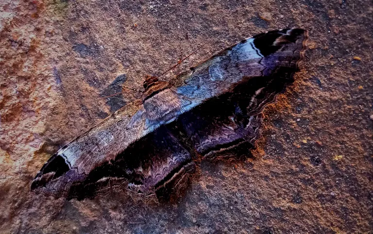 A moth friend