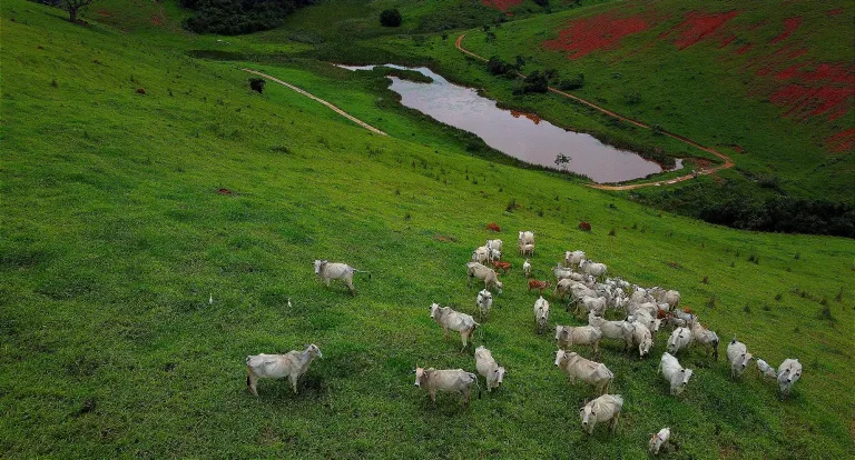  Curious drone, fleeing cattle! [EN/PT]