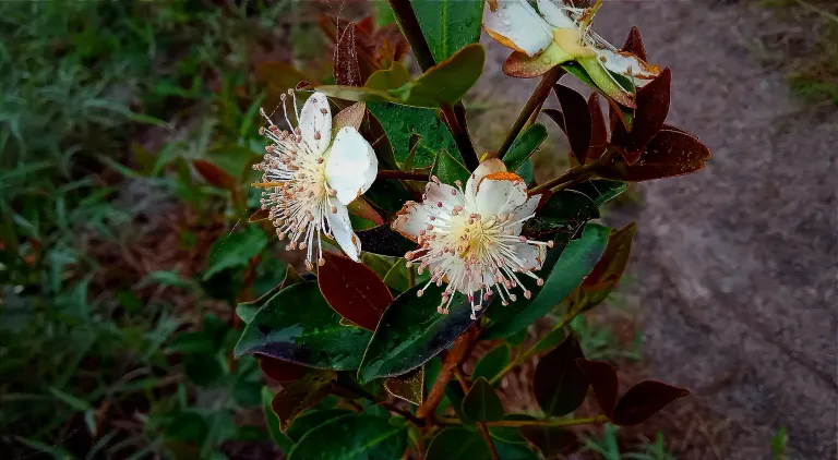 Wildflowers