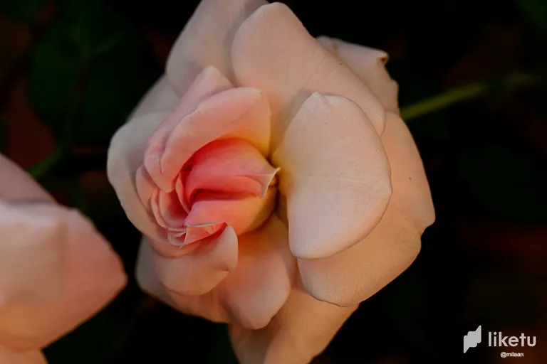 clf8717ee006y43sz1zct6j11__MG_2853_InPixio.webp