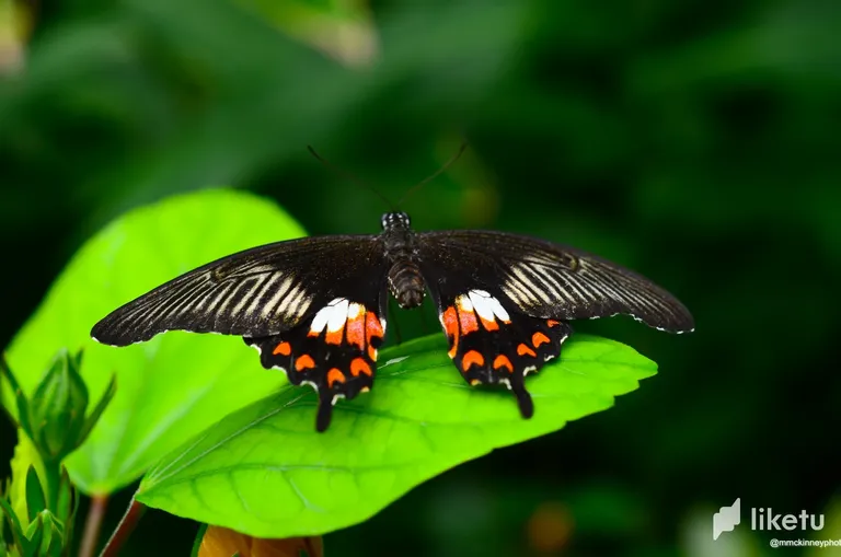 cliud3x7u00ba5yszcsqd0fp6_Calgary_Zoo_May_28_2012-3651.webp