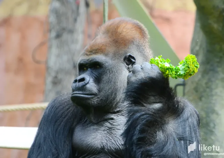 clswmgyp801r05oszh52w99ln_Calgary_Zoo_May_28_2012-3426.webp