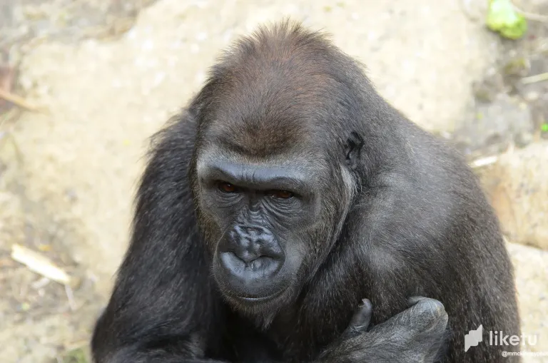 clswmgz9d001idasz05q44jyb_Calgary_Zoo_May_28_2012-3424.webp