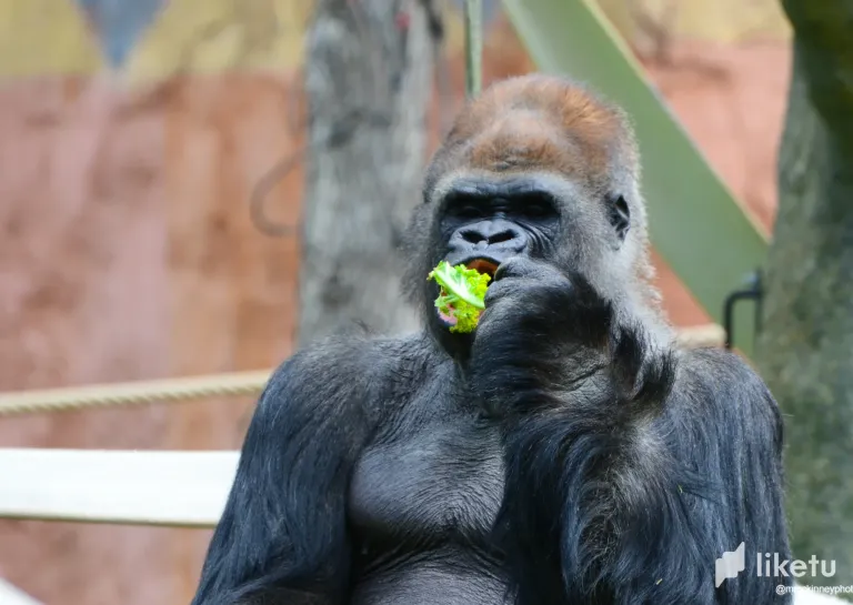 clswmh40501t66esz839t7oee_Calgary_Zoo_May_28_2012-3434.webp
