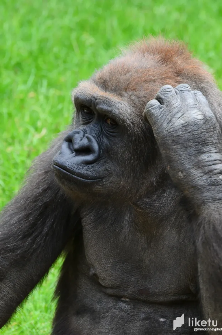 clswmh6kd00hafhsz2233evrf_Calgary_Zoo_May_28_2012-3462.webp