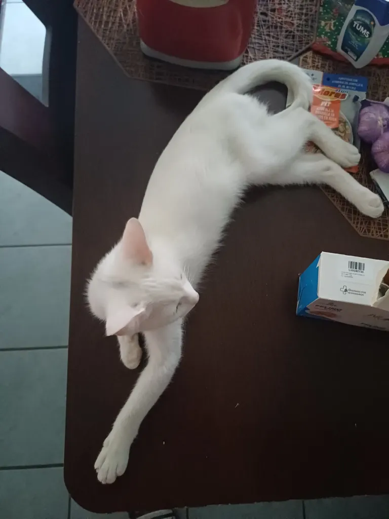 mAyBqUtd7ROPg7xM_1000335294.webp