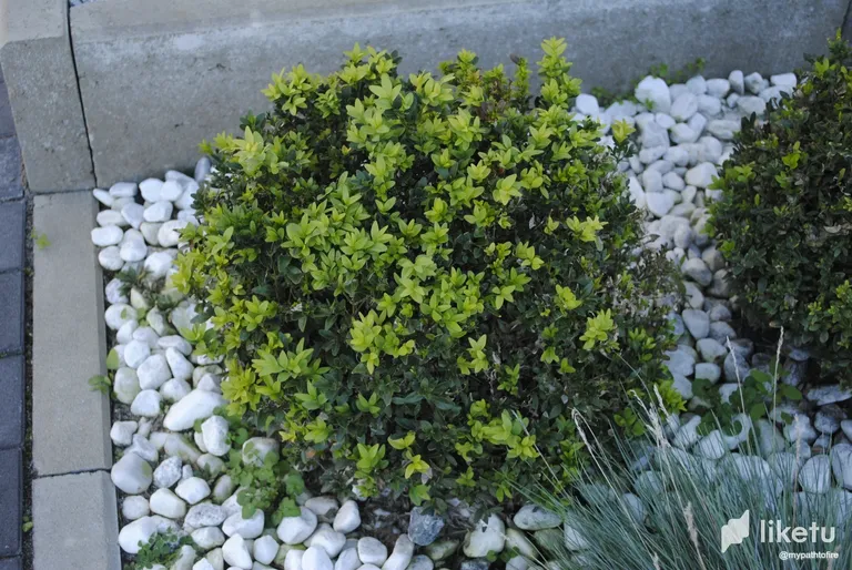 clam7cv7n03lx19mjap2zakl5__DSC0990.webp