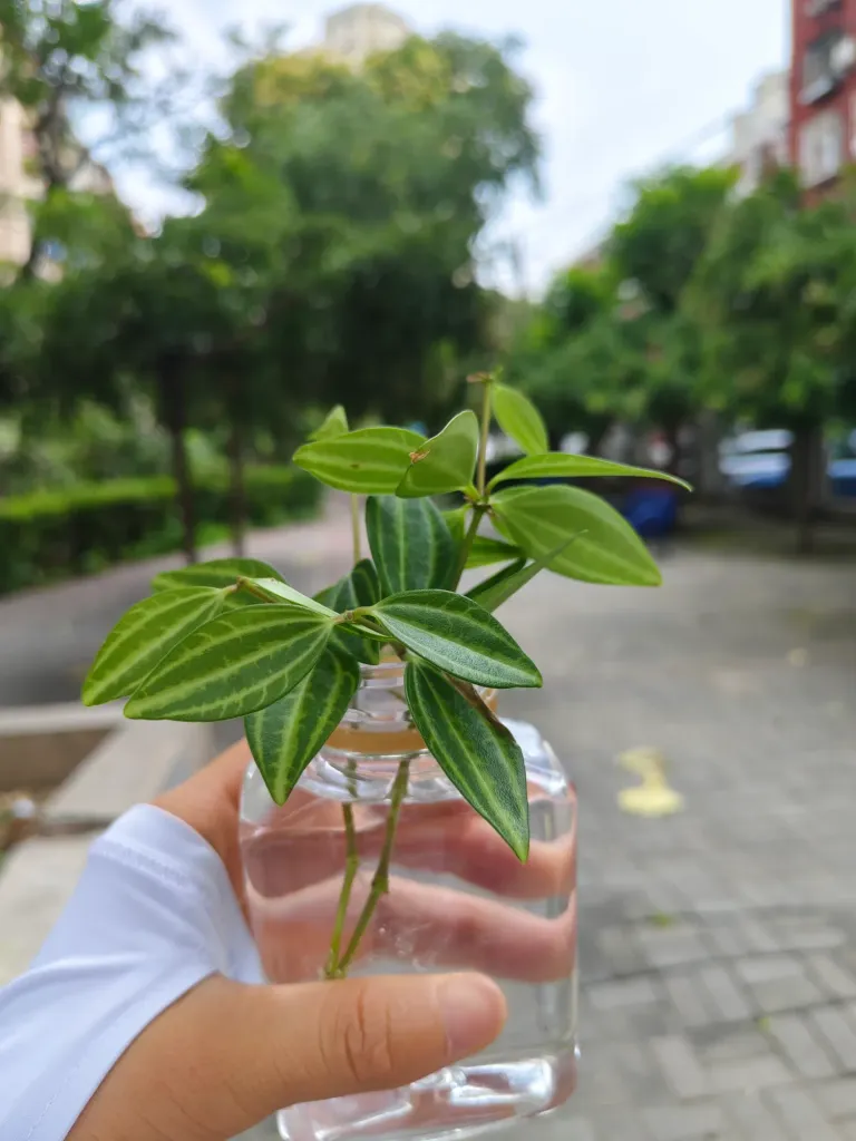 lrZQQiPhoNCVDonC_IMG_20250723_121751.webp
