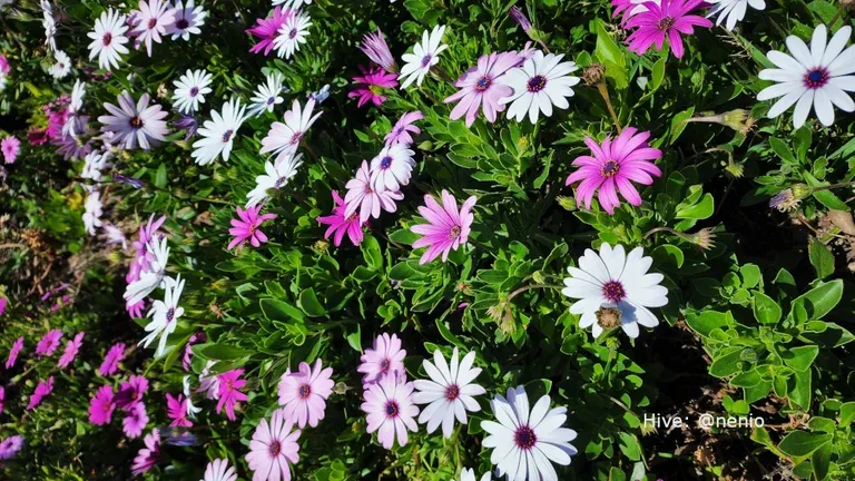 cl991qncq02470hkc4a0jfc02_daisies-005.webp