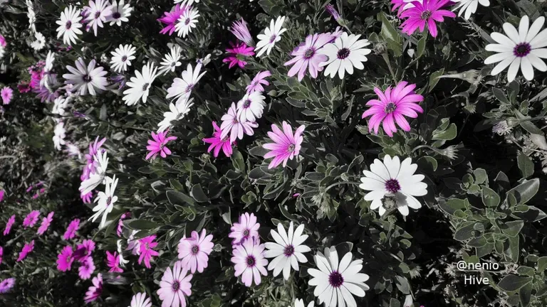 cl991qq5v02210vkc4qqb2zlo_daisies-005-mono.webp