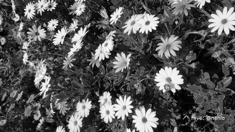 cl991qsre023o14kc588r32tq_daisies-005-bw1.webp