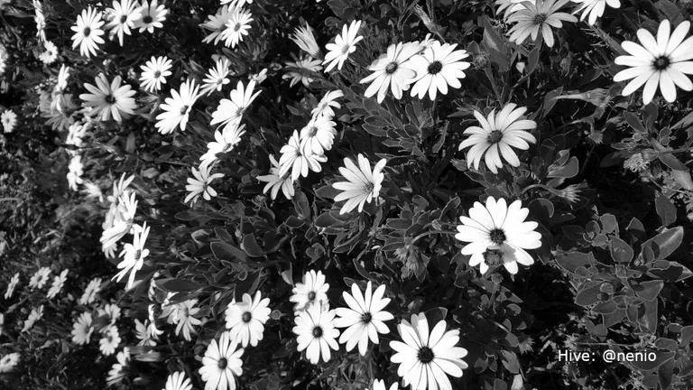 cl991qv5r024v0okceruk7i10_daisies-005-bw2.webp