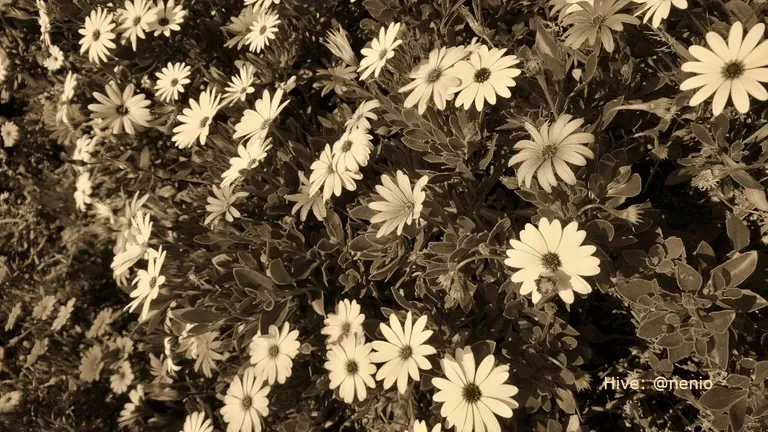 cl991qxtu022c1gkcdhx88teh_daisies-005-sepia.webp