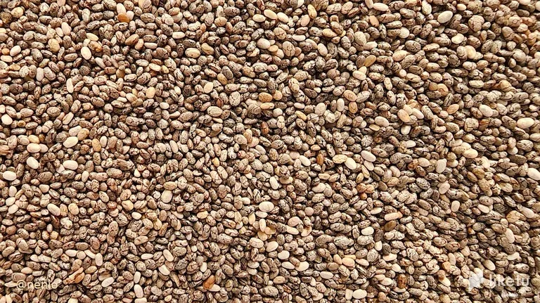 claypyb9e06522pmjacrlbrpb_chia-seeds-002.webp