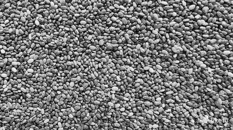 claypykao060l0imj4c4iadgg_chia-seeds-002-bw.webp