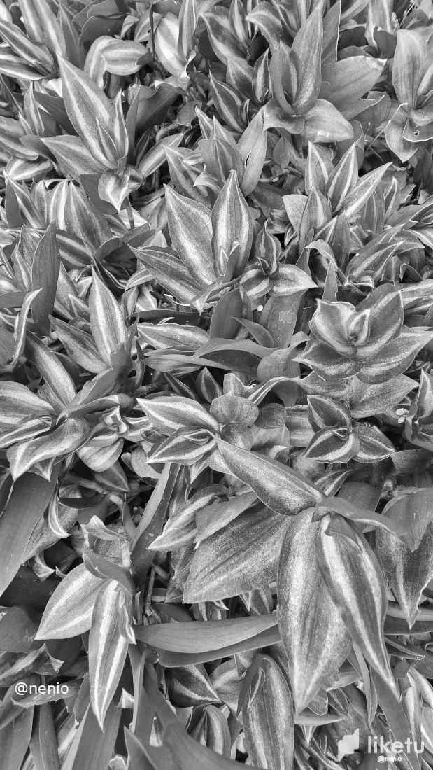 cle7f4pta00ov0psz7383f9k4_multicolor-leaves-001-bw.webp