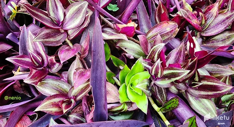 cle7f4qo400ol5dszcv97eita_multicolor-leaves-002.webp