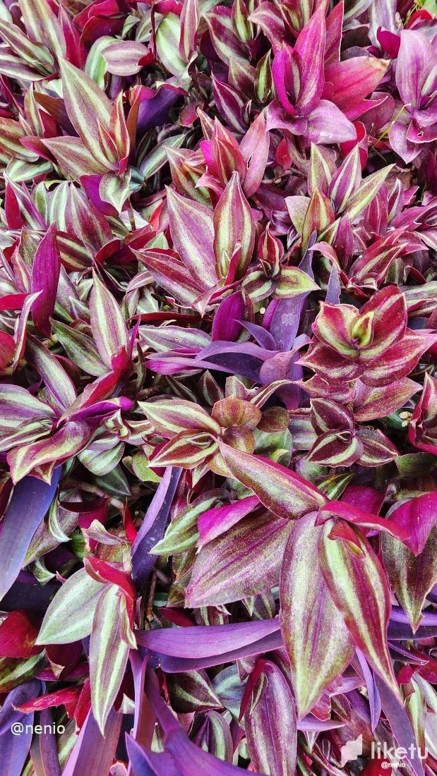 cle7f4wjf00pg2usz3bzn6lpv_multicolor-leaves-001.webp