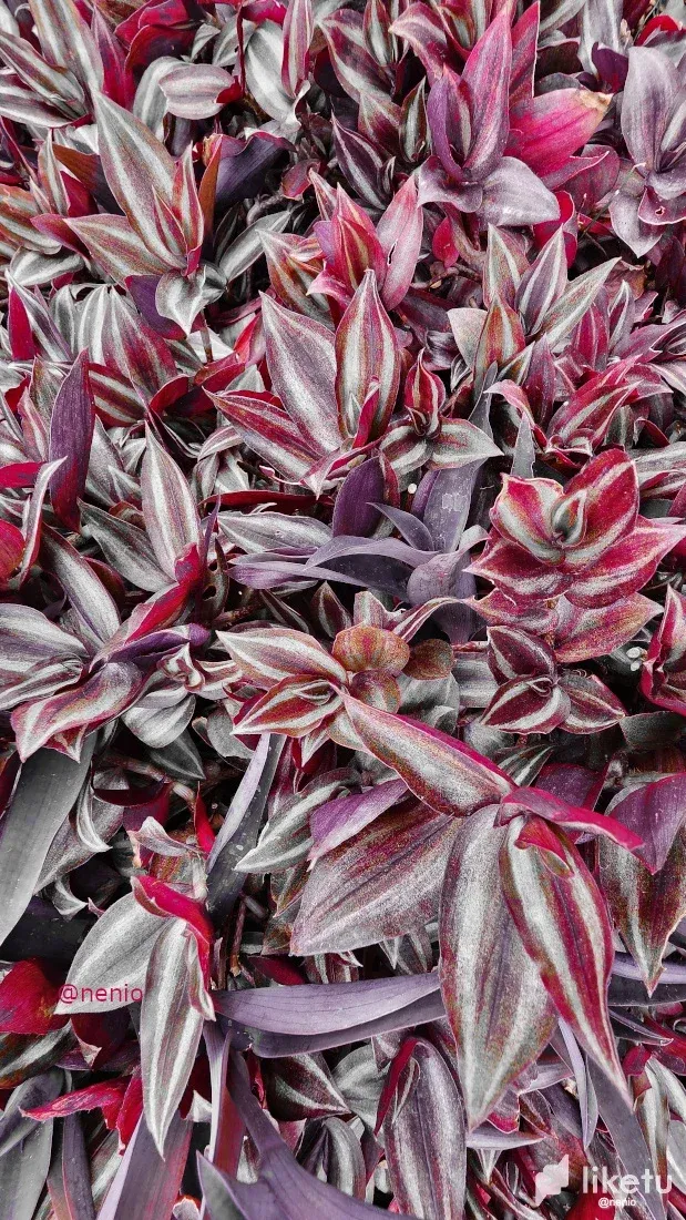 cle7f4x9m00o5alszd6536j9l_multicolor-leaves-001-2.webp