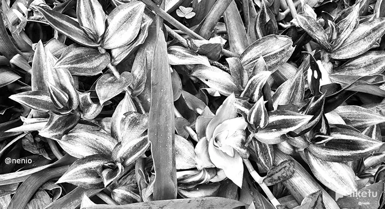 cle7f516800mq4asz4edd7r3j_multicolor-leaves-002-bw.webp