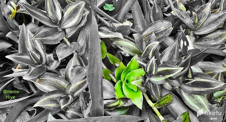 cle7f52ta00nd6xsz9le2hq2i_multicolor-leaves-002-2.webp