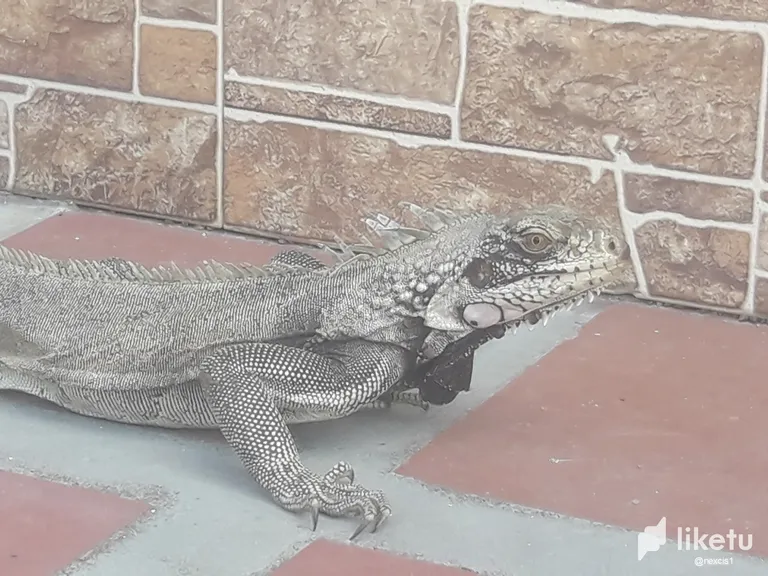clfu7uox0004sbcszb2c94jva_Iguana_8.webp