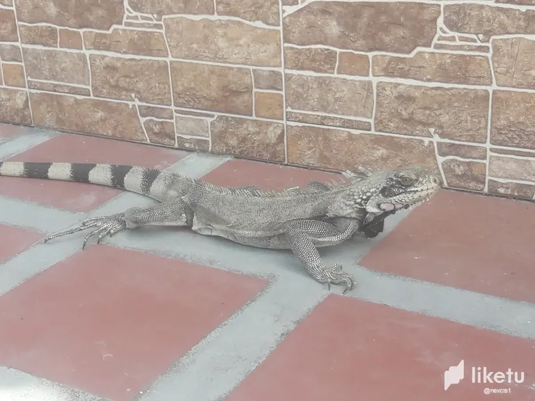 clfu7vhjs004z5dsz4lan2h20_Iguana_7.webp