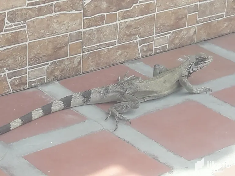 clfu7vilh004vbcszbjtd9b71_Iguana_6.webp